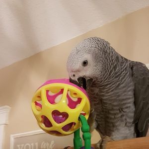 Meet your Posher, Holly